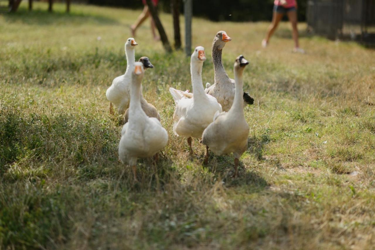 Agriturismo Spigolo Avesa Екстер'єр фото